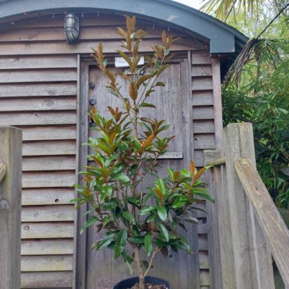 Magnolia grandiflora 'Alta' - Image 2