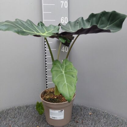 Alocasia 'Mayan Mask' - Image 3