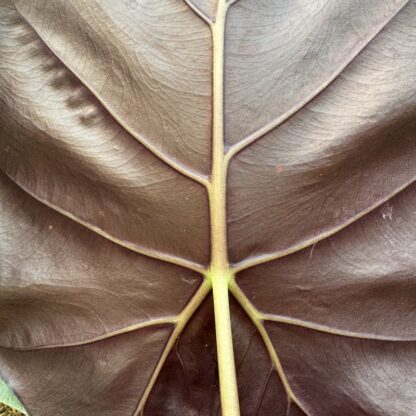 Alocasia 'Mayan Mask' - Image 2