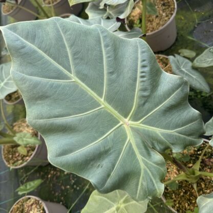 Alocasia 'Mayan Mask'