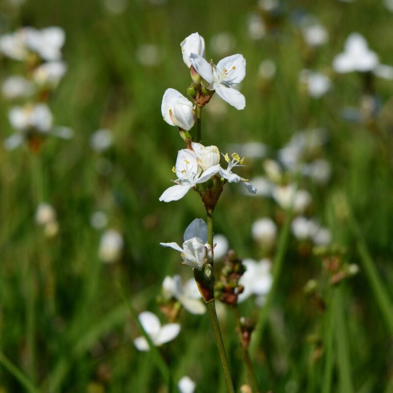Libertia grandiflora for sale at Big Plant Nursery in West Sussex