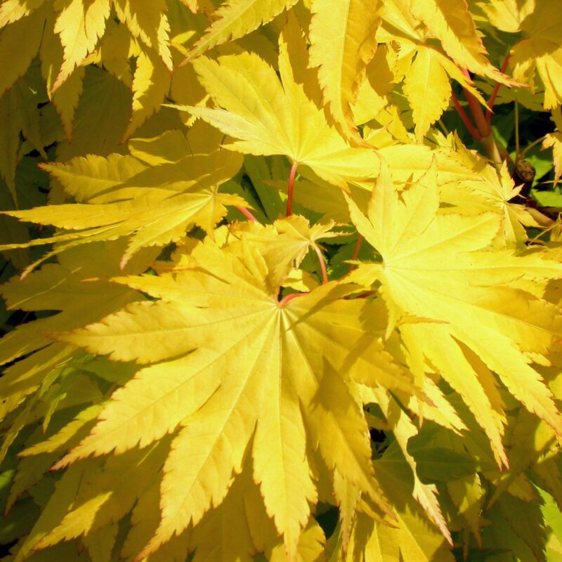 Acer shirasawanum 'Jordan' for sale at Big Plant Nursery Limited in West Sussex