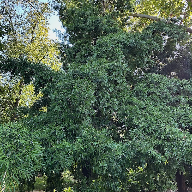 Mature tree of Podocarpus macrophylla