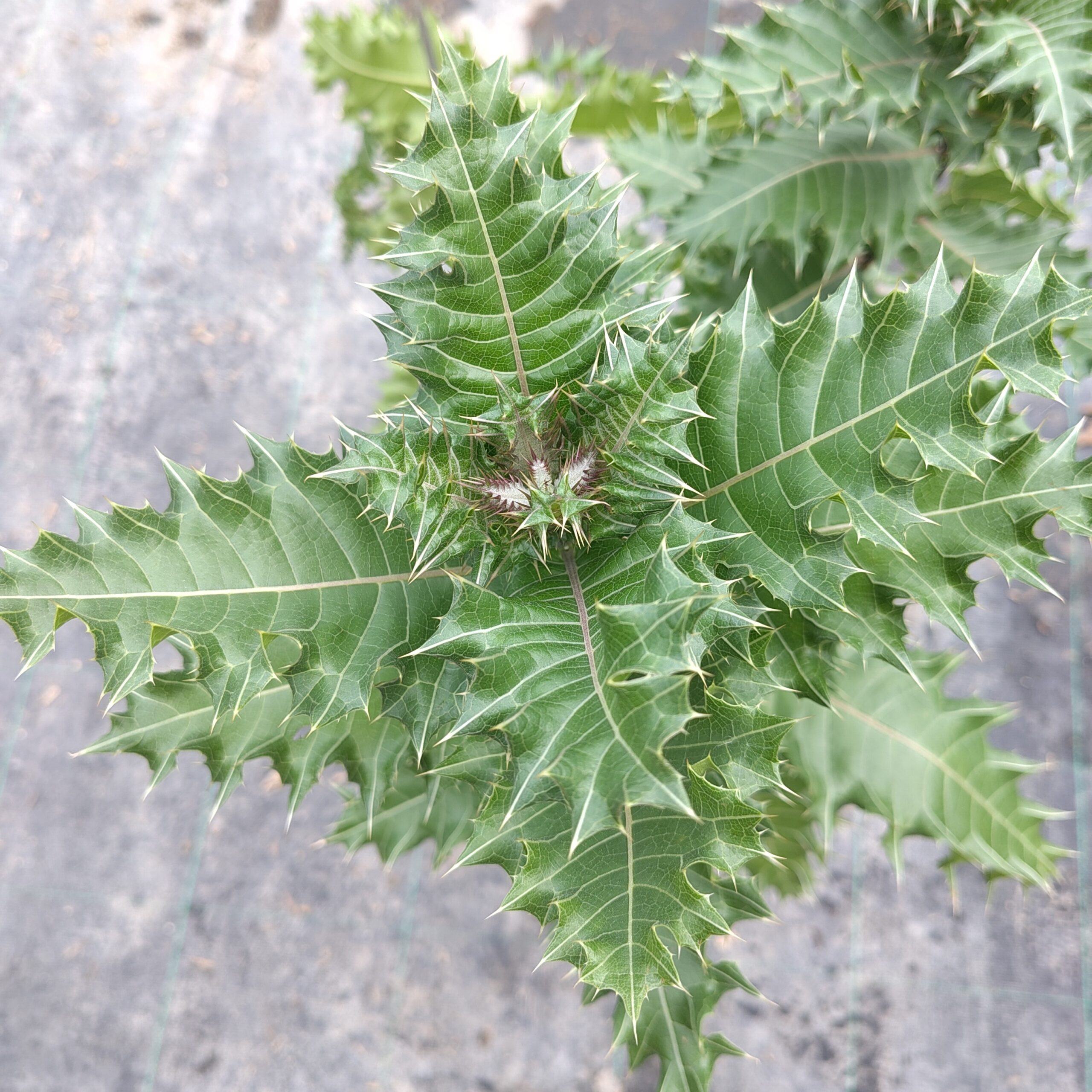 Acanthus sennii
