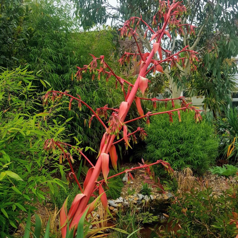 Bechorneria septentrionalis flower spike in bright pink with green bell like flowers