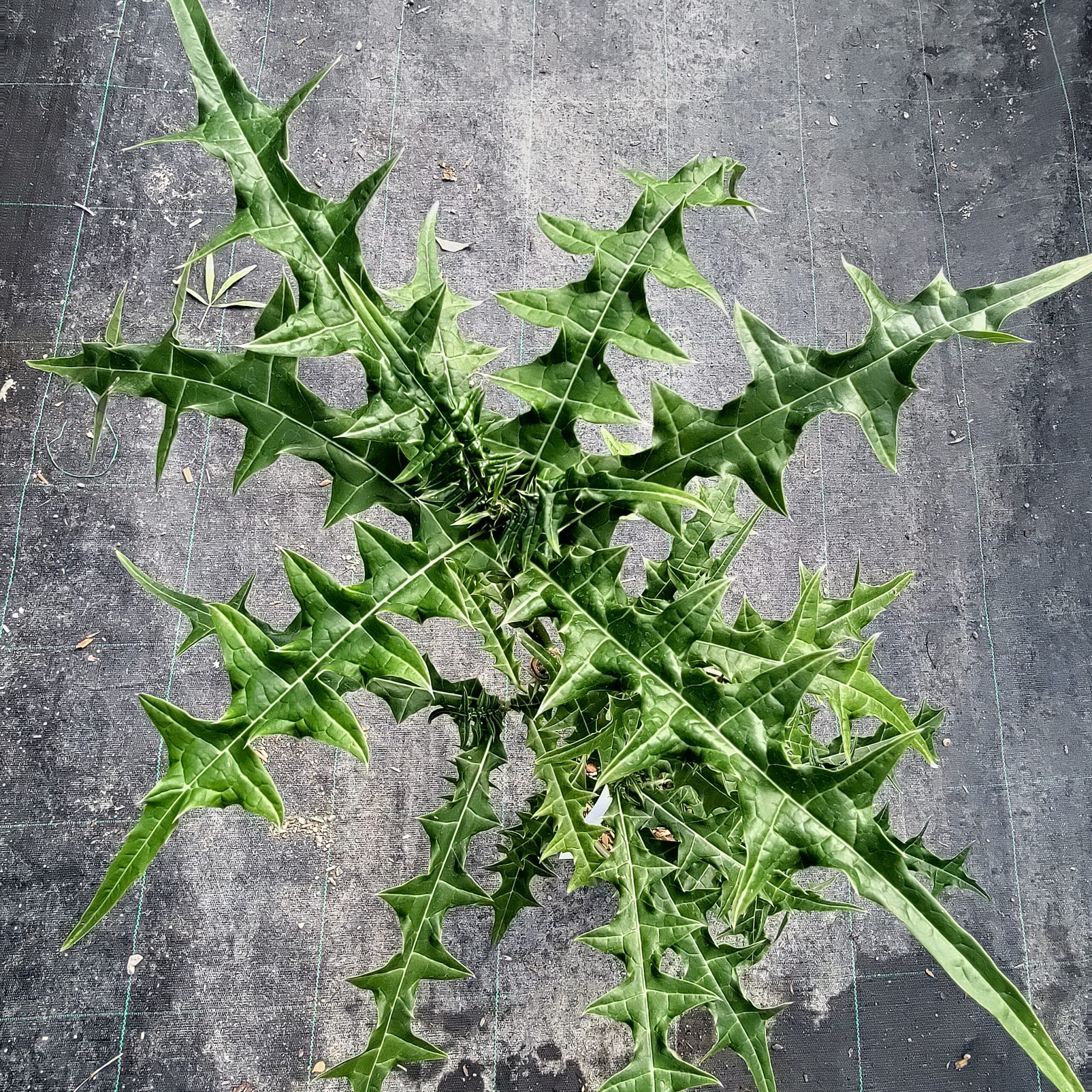 acanthus emenins