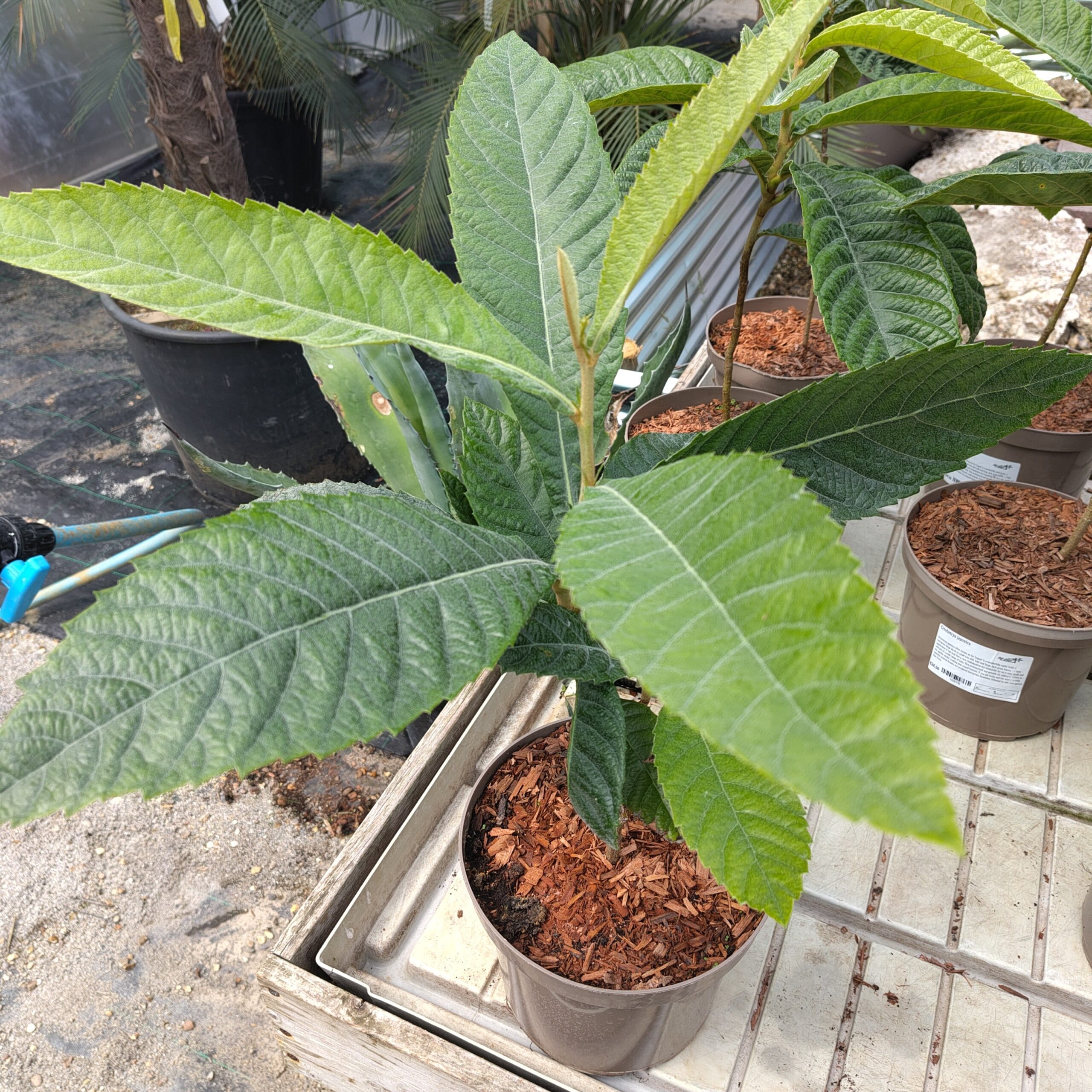 Eriobotrya Japonica