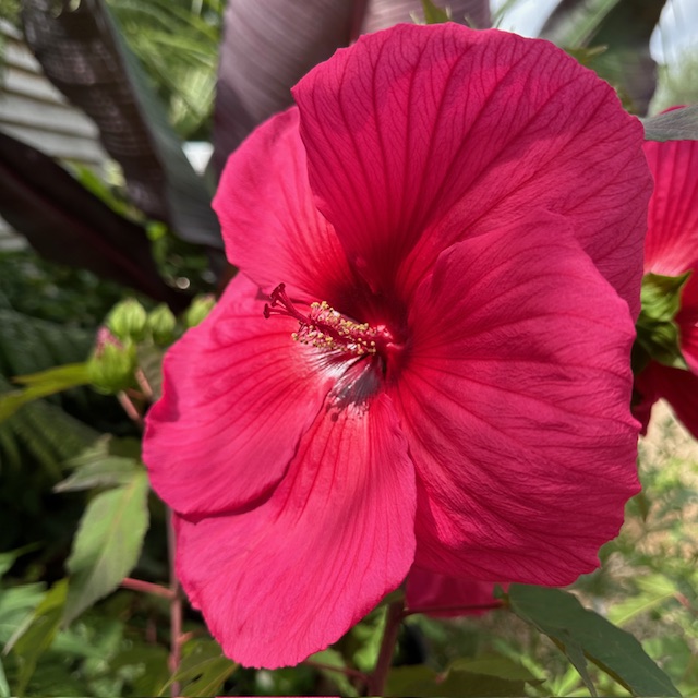 Hibiscus Moscheutos Planet Grotte Flower
