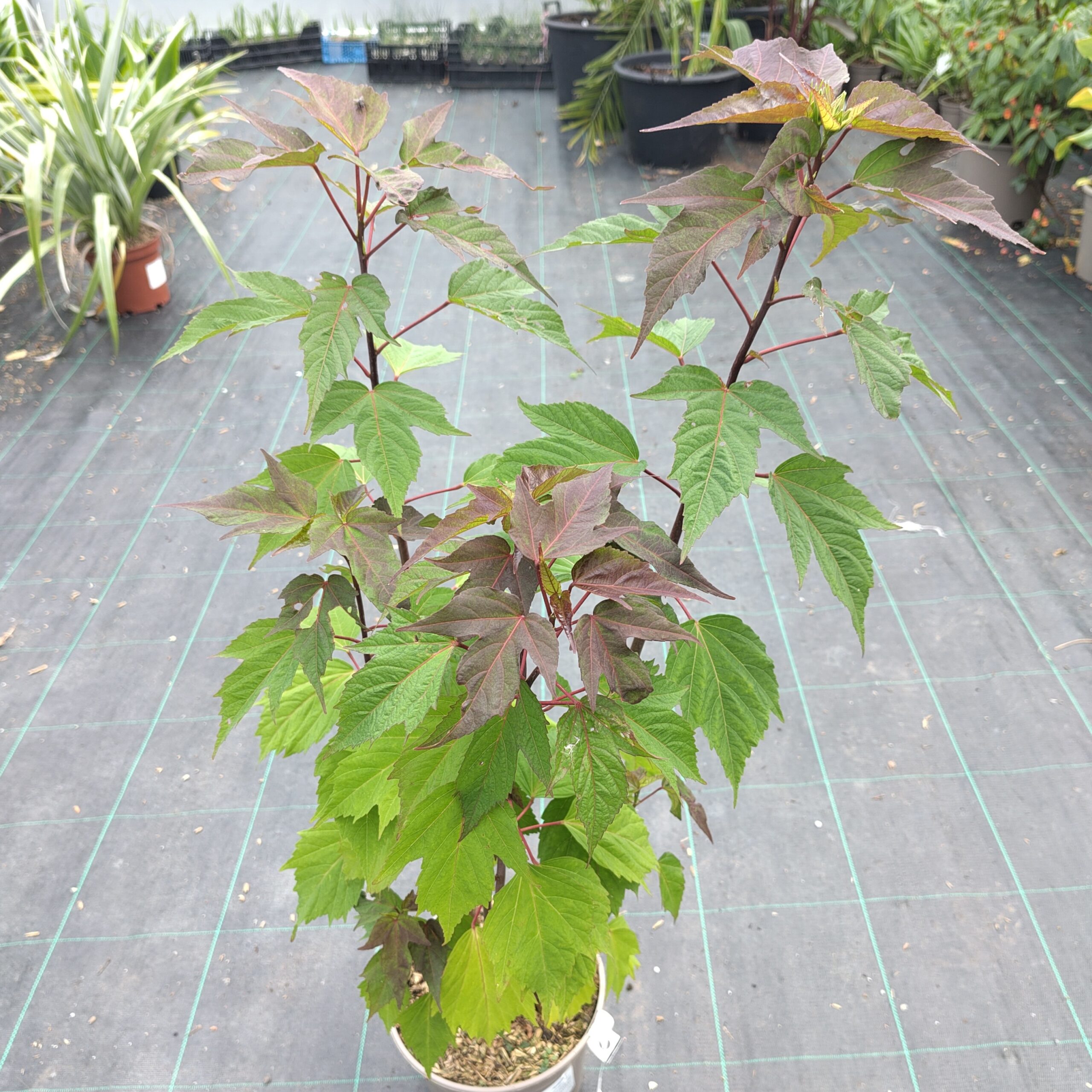 Hibiscus Moscheutos in pot