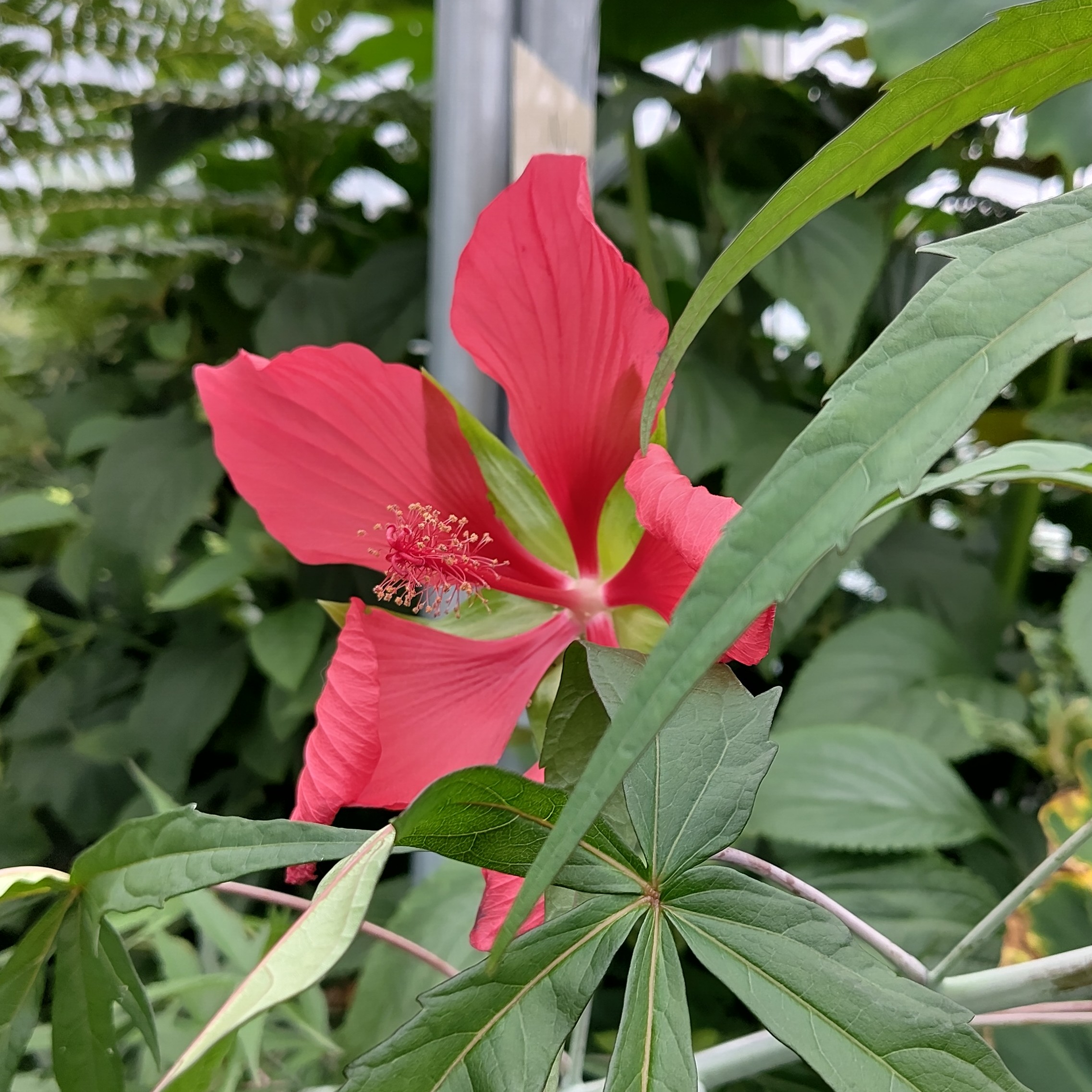 Hibiscus coccineus flower