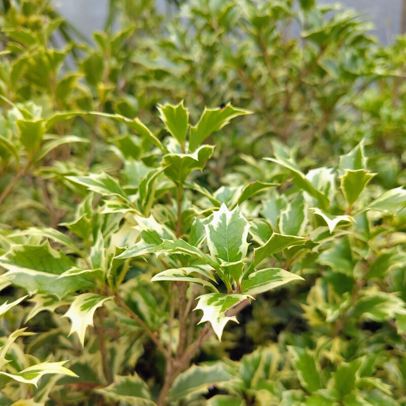 Osmanthus heterophyllus ‘Variegatus’