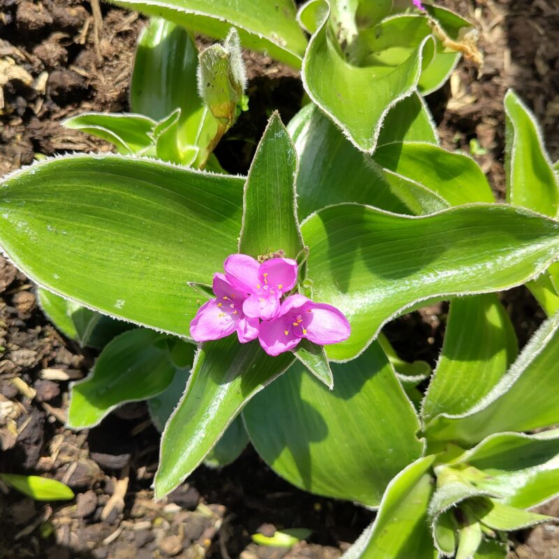 Tradescantia crassifolia ssp. acaulis in flower at Big Plant Nursery in West Sussex