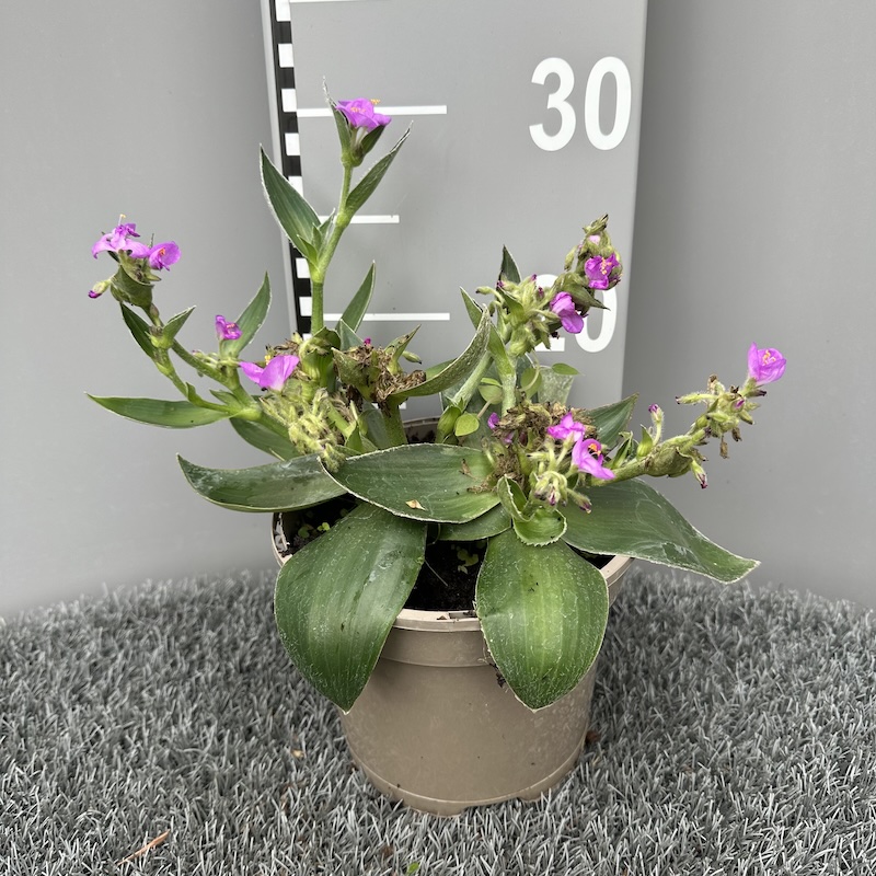 Tradescantia crassifolia