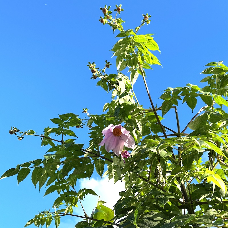 Dahlia imperialis 'Gun Metal'