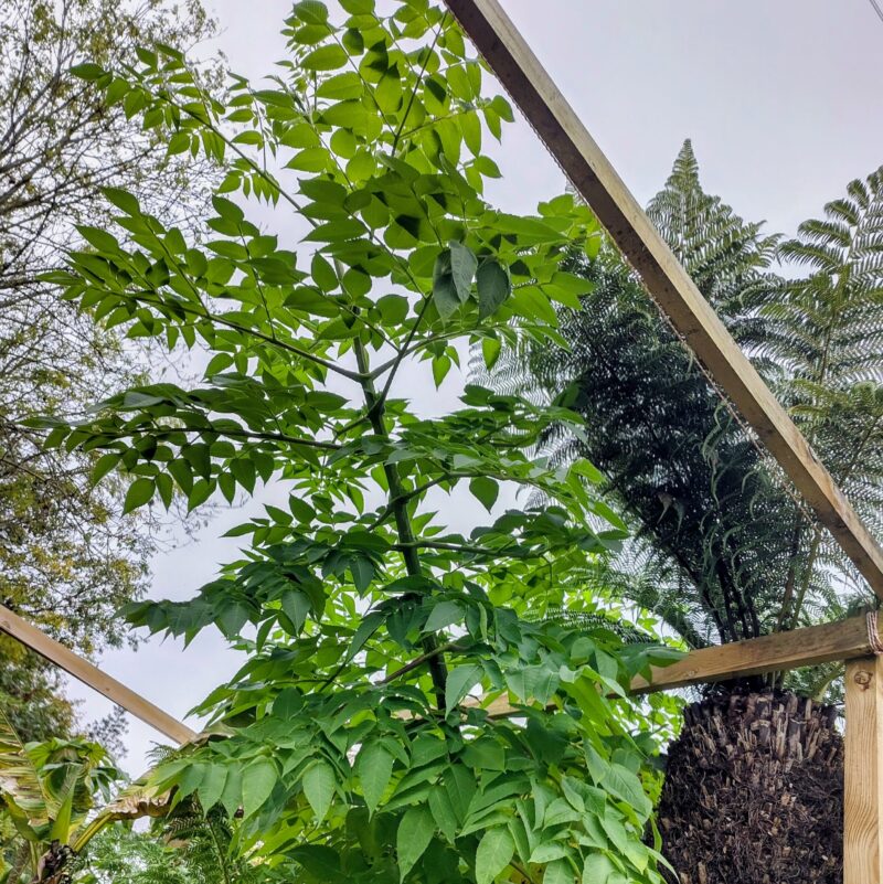 Dahlia imperialis ‘Gun Metal’