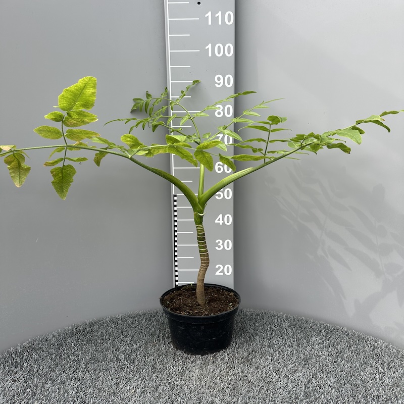 Meanoselinum decipiens