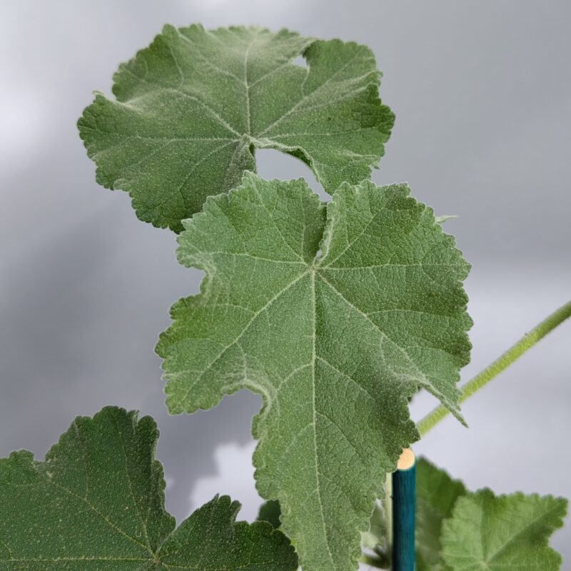 Abultion Vitafolium