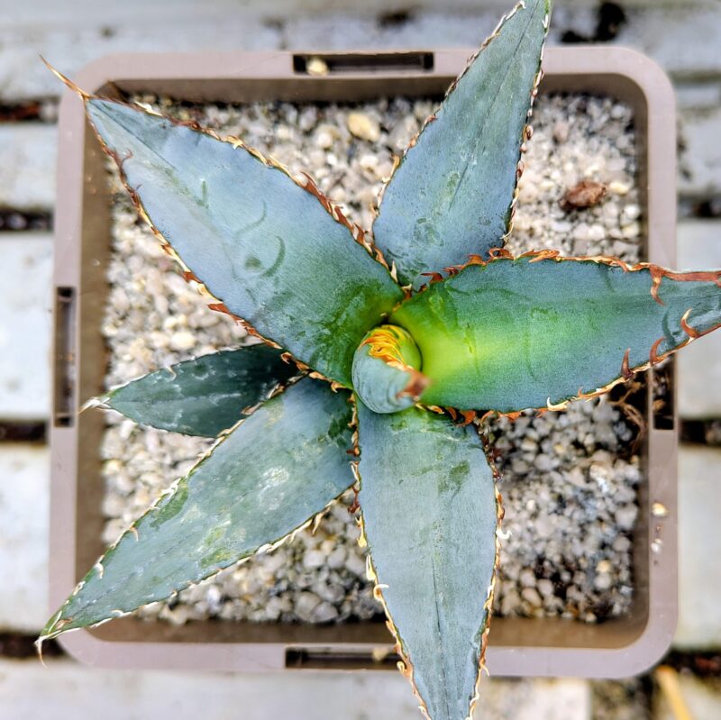 アガベ オアハカ オテロイ AGAVE 現地実生 ブルー oaxaca oteroi Blue special 現地実生 ブルースペシャ oaxaca oteroi