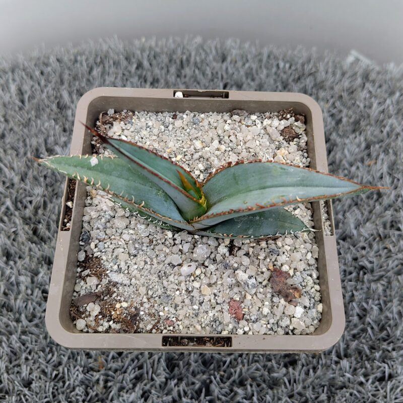 S720-62 Agave titanota Oteroi Oaxaca アガベ チタノタ オテロイ オアハカ Agave oteroi - Agaveville