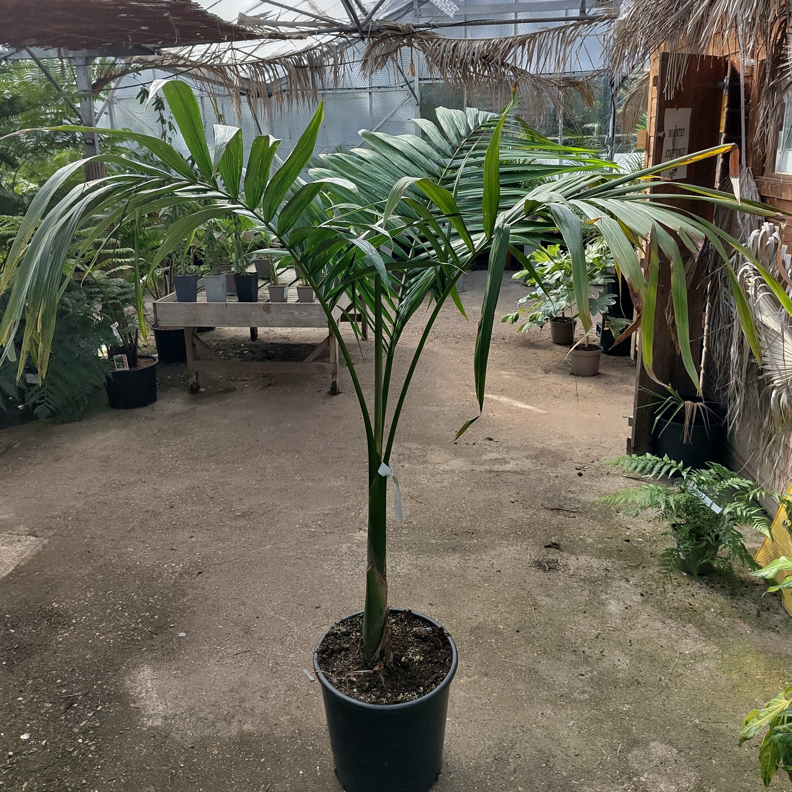 Archontophoenix alexandrae