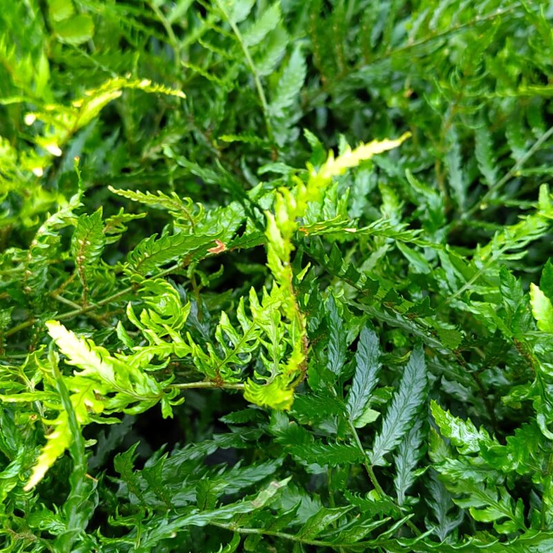 Dryopteris erythrosora var. prolifica