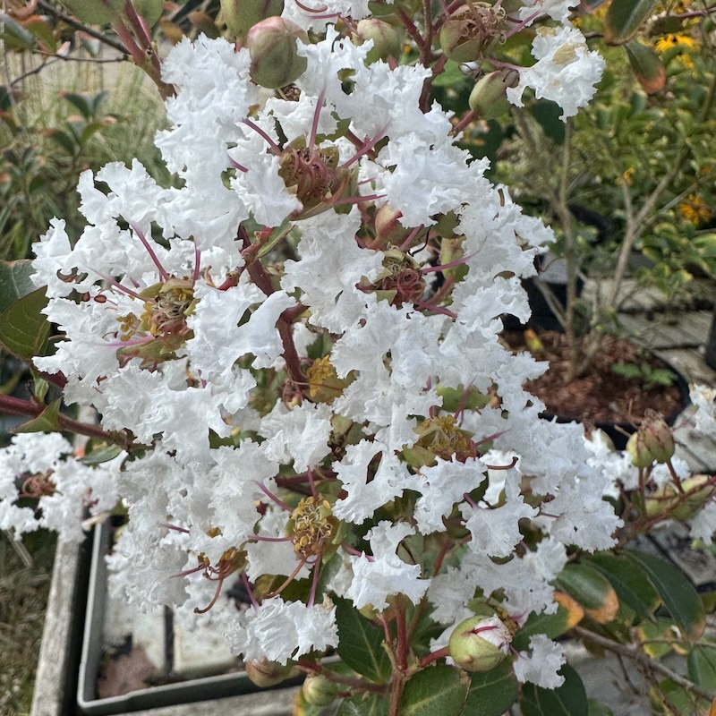 Lagerstroemia 'Niege d'ete'