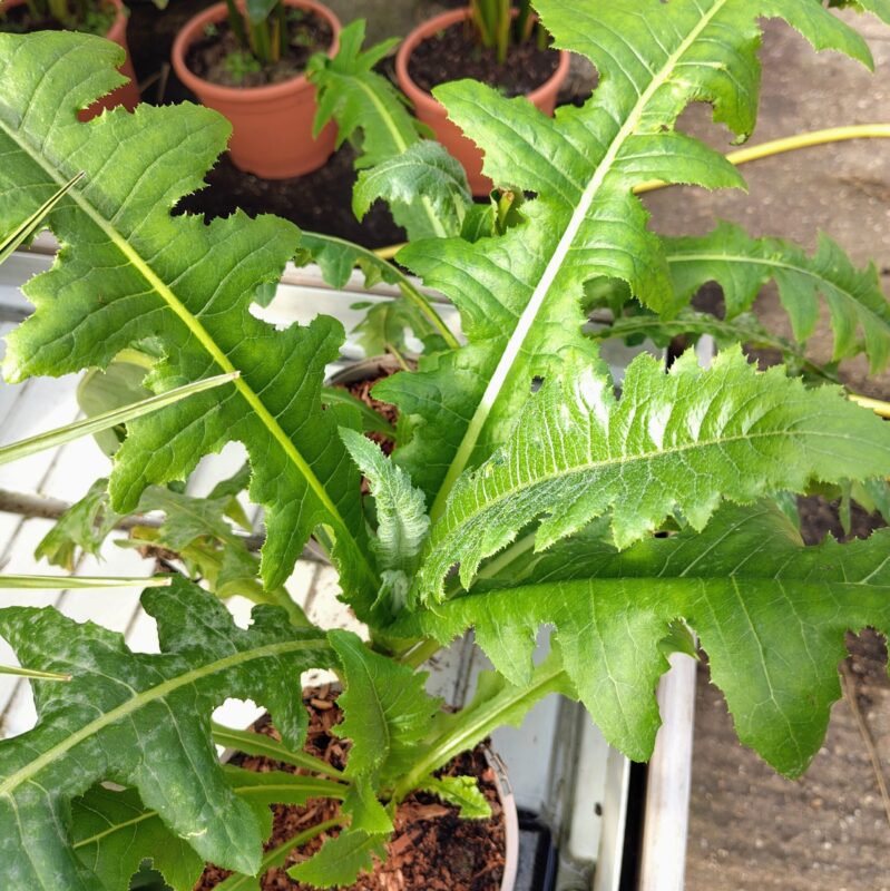 Sonchus arboreus leaves
