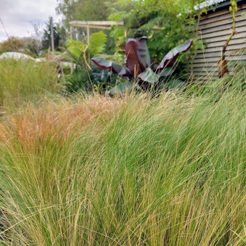 Stipa tenuissiuma 'Pony Tails'