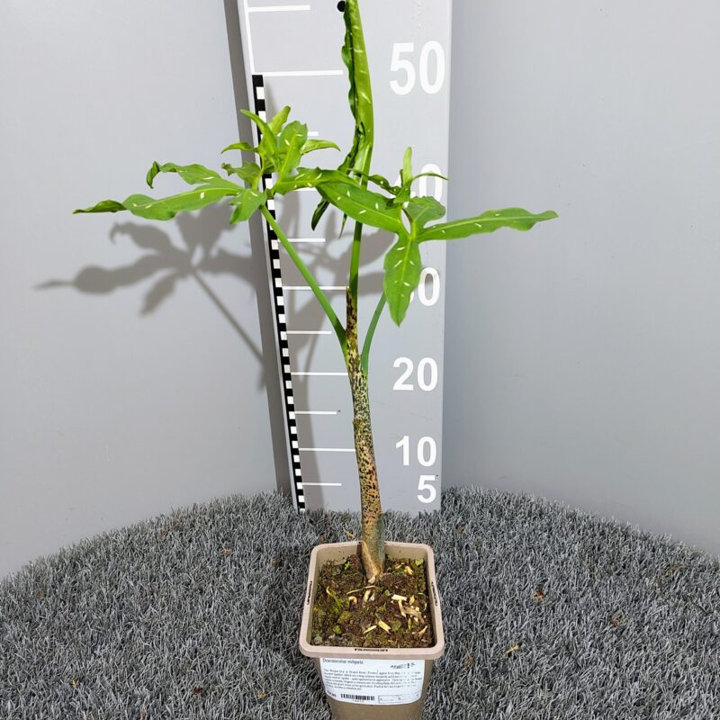 Dracunculus vulgaris in 1 Litre pot