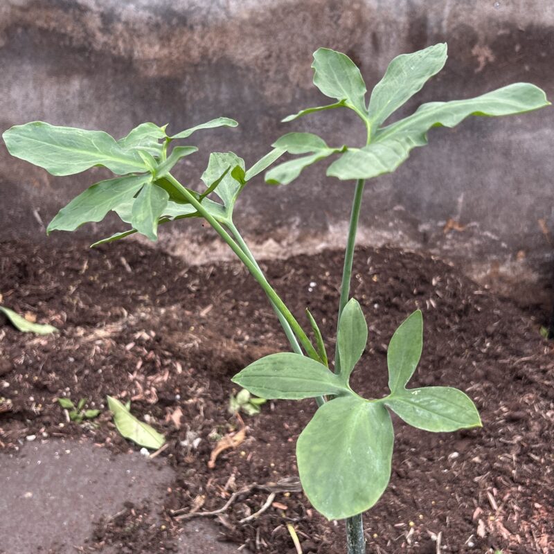 Dracunculus vulgaris