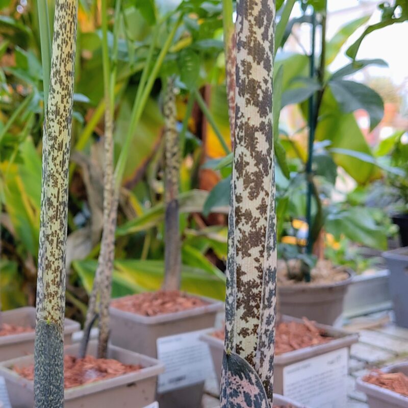Dracunculus vulgaris stems looking like a snakes belly