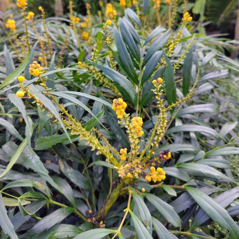 Mahonia 'Vulcano'