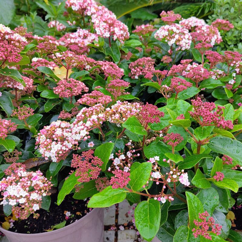 Viburnum tinus 'Lisa Rose'