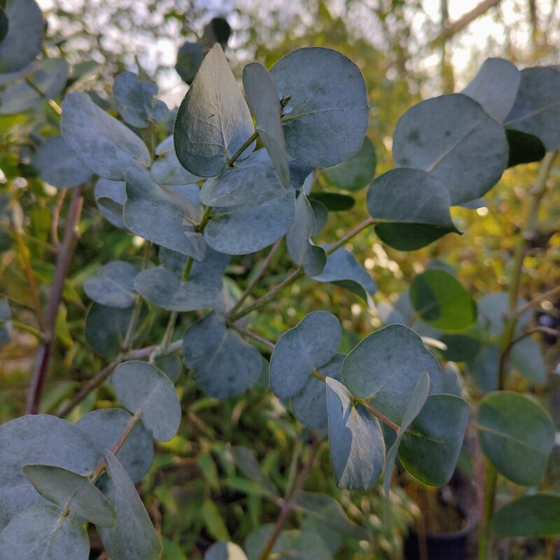 Eucalyptus glaucescens 'Finderry' at Big Plant Nursery in West Sussex