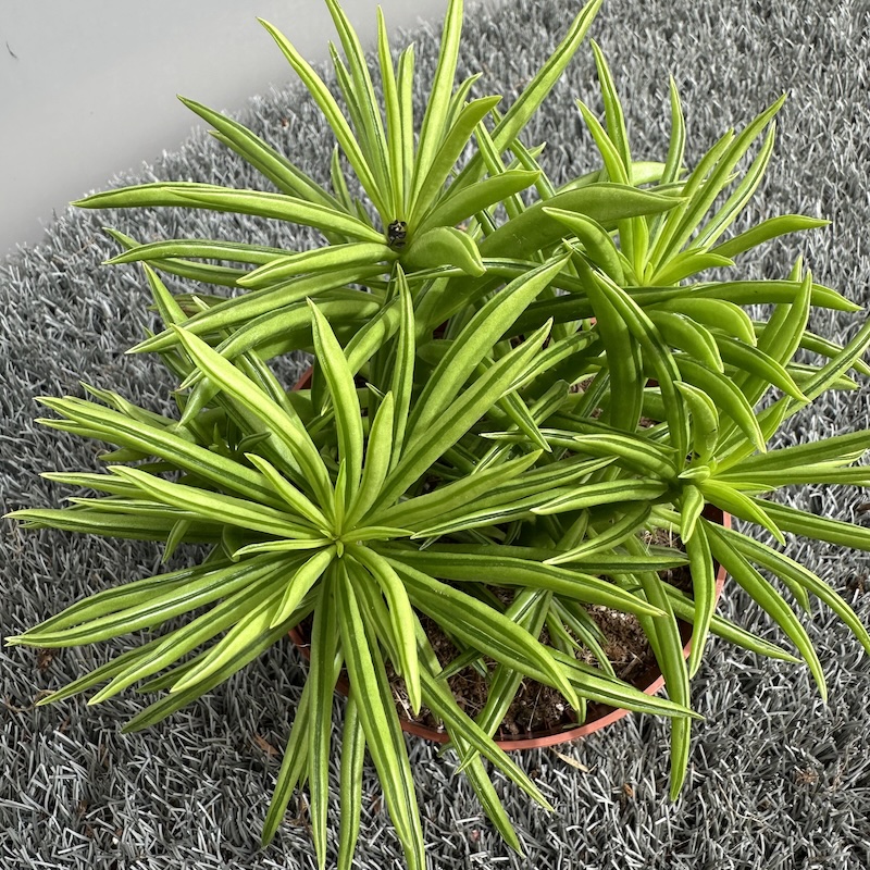 plant pot stand outdoor Simple Trending 3 Tier Metal Plant Stand Outdoor Indoor Waterproof, St main image 0