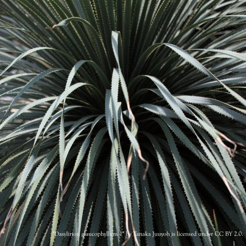 Dasylirion_glaucophyllum at Big Plant Nursery in West Sussex
