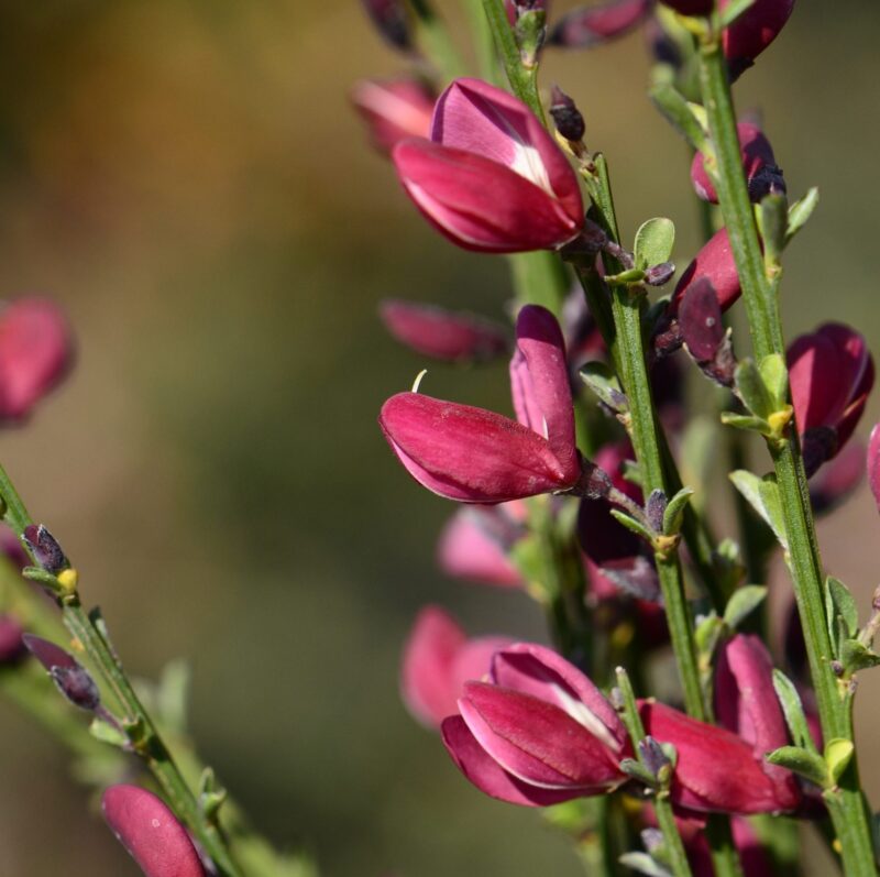 Cytisus 'Roter Favorit' available to buy at Big Plant Nursery in West Sussex