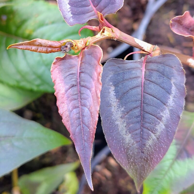 Persicaria 'Red Dragon' leaves at Big Plant Nursery, West Sussex