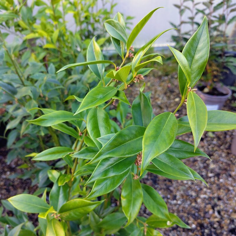Sarcococca orientalis available at Big Plant Nursery Ltd in West Sussex