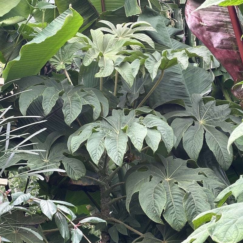 Brassaiopsis mitis