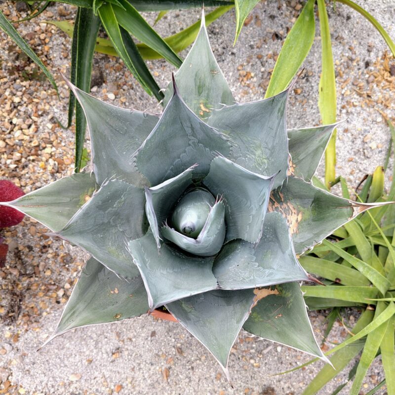 Agave parrasana 'Triumphant' at Big Plant Nursery in West Sussex