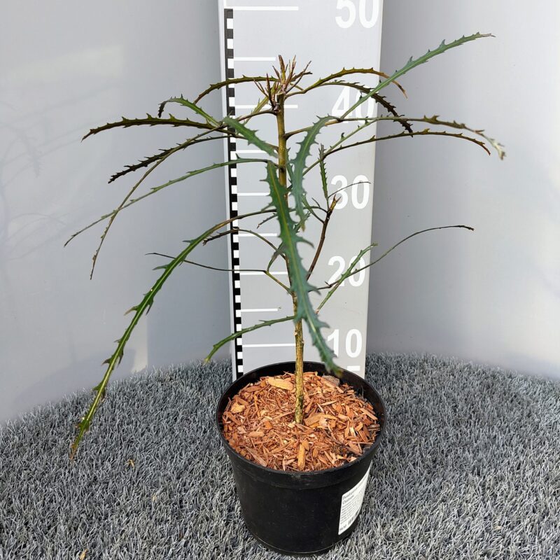 Pseudopanax crassifolius 'Chainsaw' available from Big Plant Nursery Limited in West Sussex