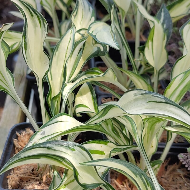 Big Leaves - Big Plant Nursery