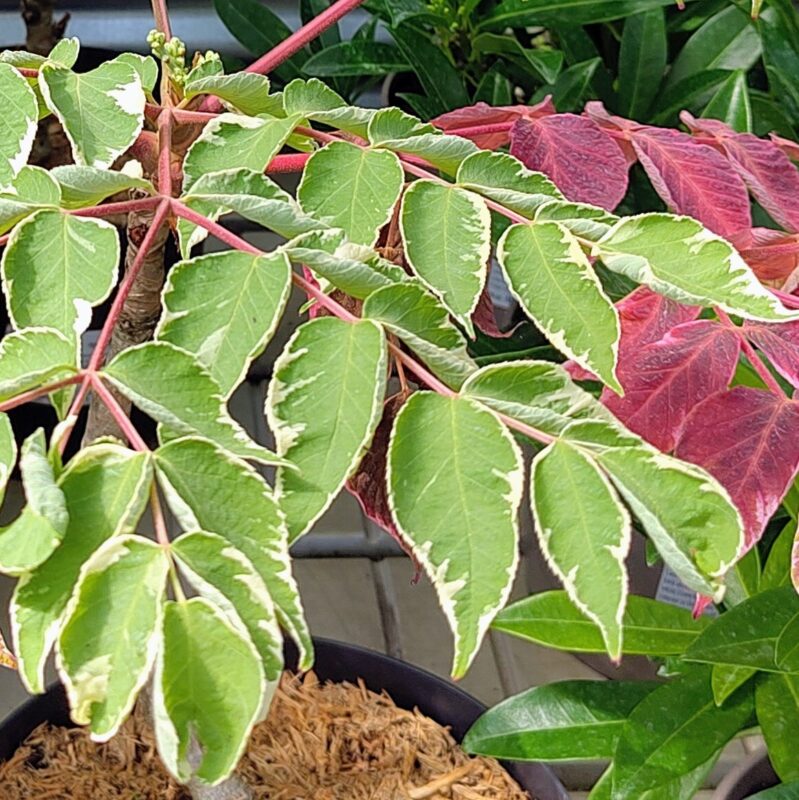 Aralia elata 'Variegata' at Big Plant Nursery in West Sussex