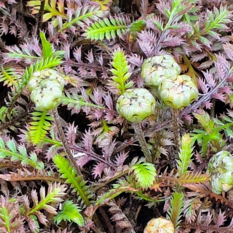 eptinella squalida 'Platts Black' with ferny black-bronze leaves at Big Plant Nursery in West Sussex