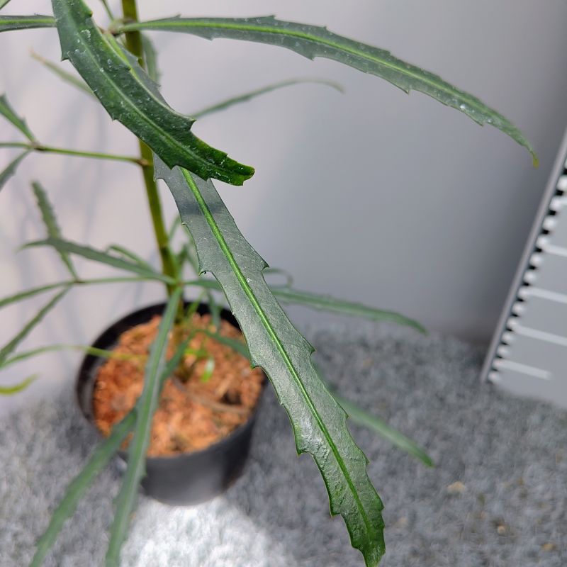 Pseudopanax linearis at Big Plant Nursery in West Sussex