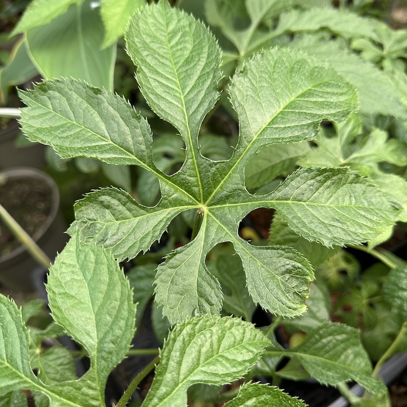 Brassaiopsis fatsioides