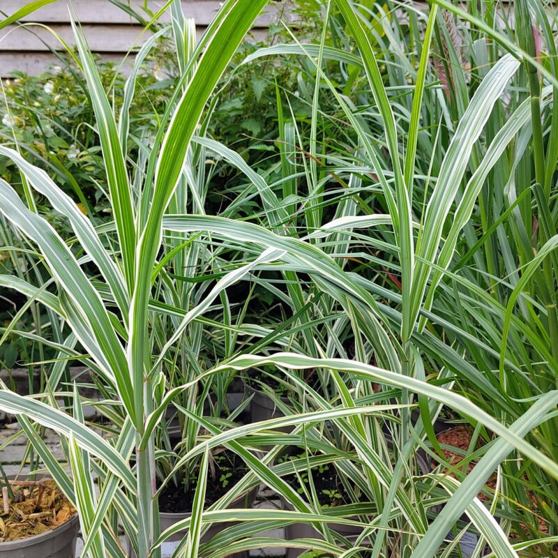 Miscanthus sinensis 'Cosmopolitan'